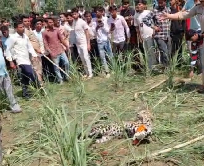 Negligence of the Forest Department is leading to conflict between humans and wildlife.