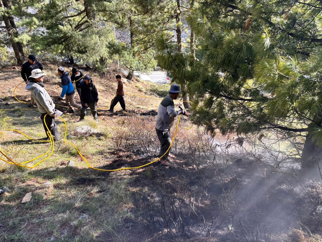 Forest wealth spread over three and a half hectares reduced to ashes due to forest fire in Chitkul