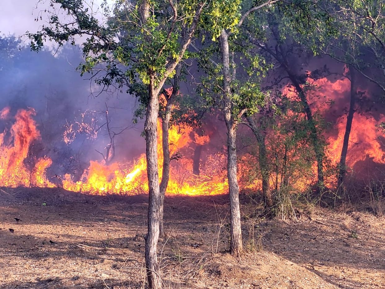 A massive fire broke out in 30 hectares of forest, burning 15,000 trees.