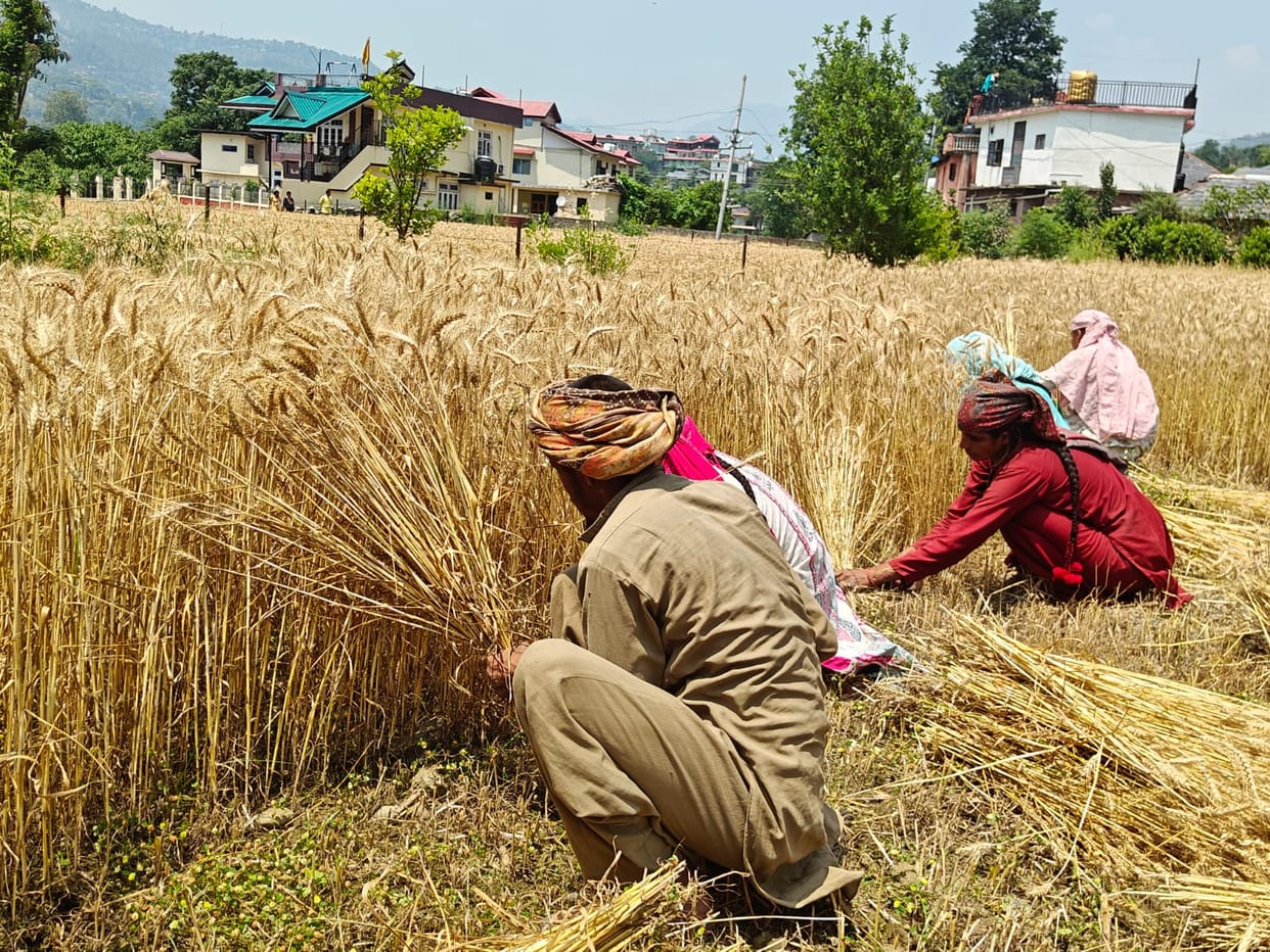Workers are not available for wheat harvesting