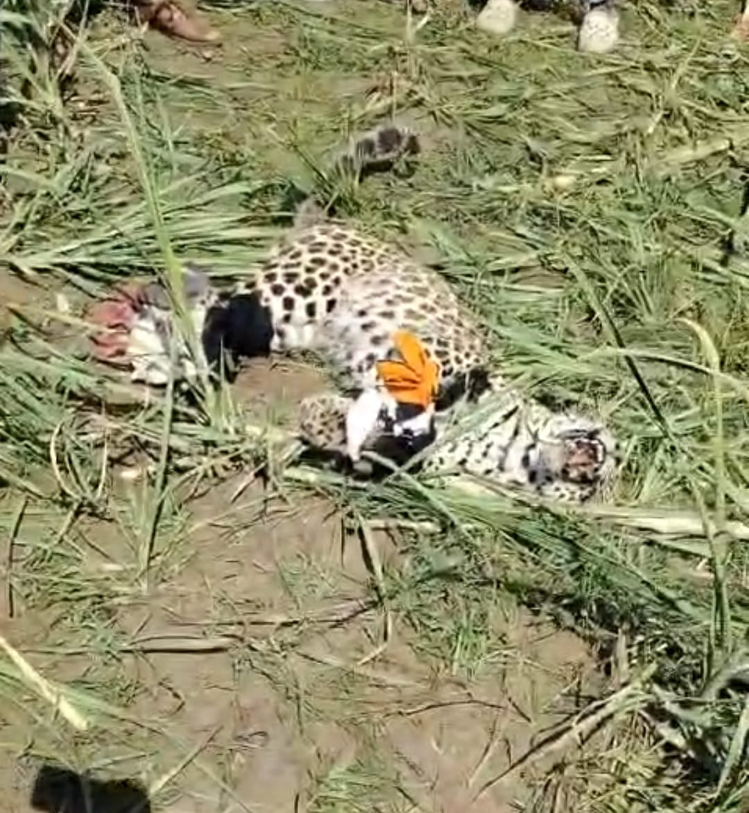 Five farmers injured in leopard attack, villagers tame it with handkerchiefs