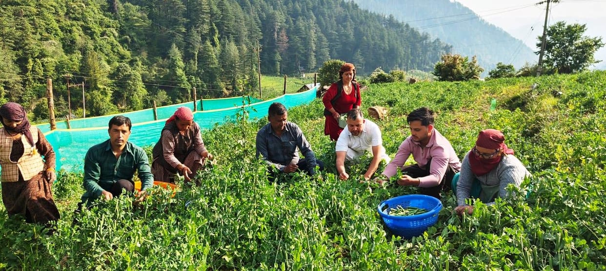 Green pea cultivation brings relief to farmers in Jhungi Panchayat