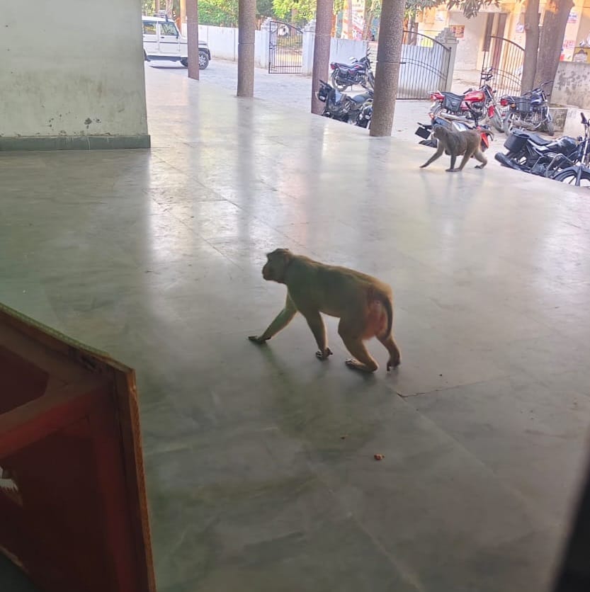 Monkeys created havoc for two and a half hours in the Muhammadabad Gohna tehsil premises, lawyers and employees hid in the rooms.