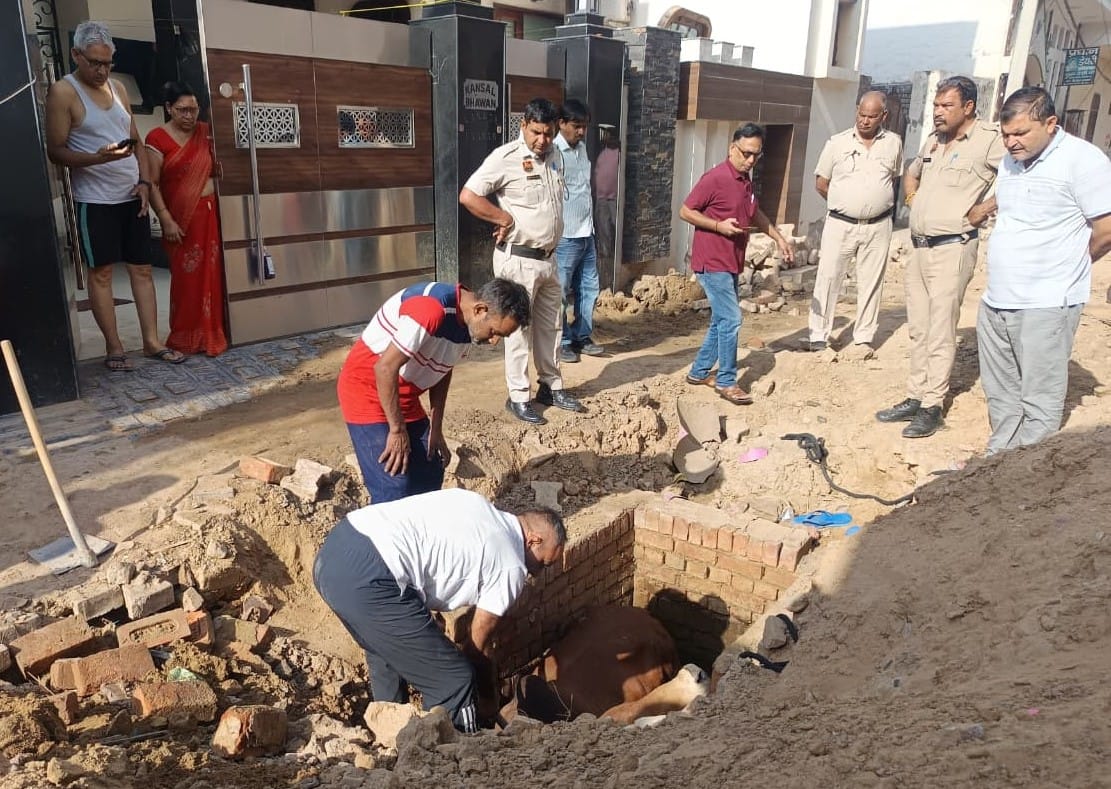 Bull falls into six feet deep open manhole