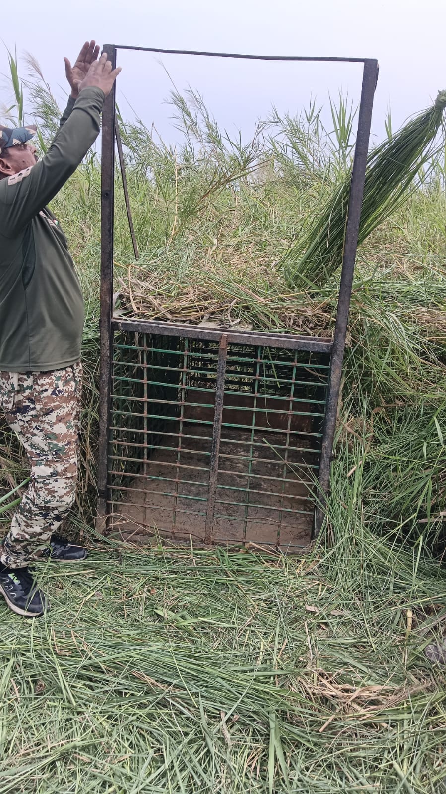 Even after four days, the forest department's cages are empty