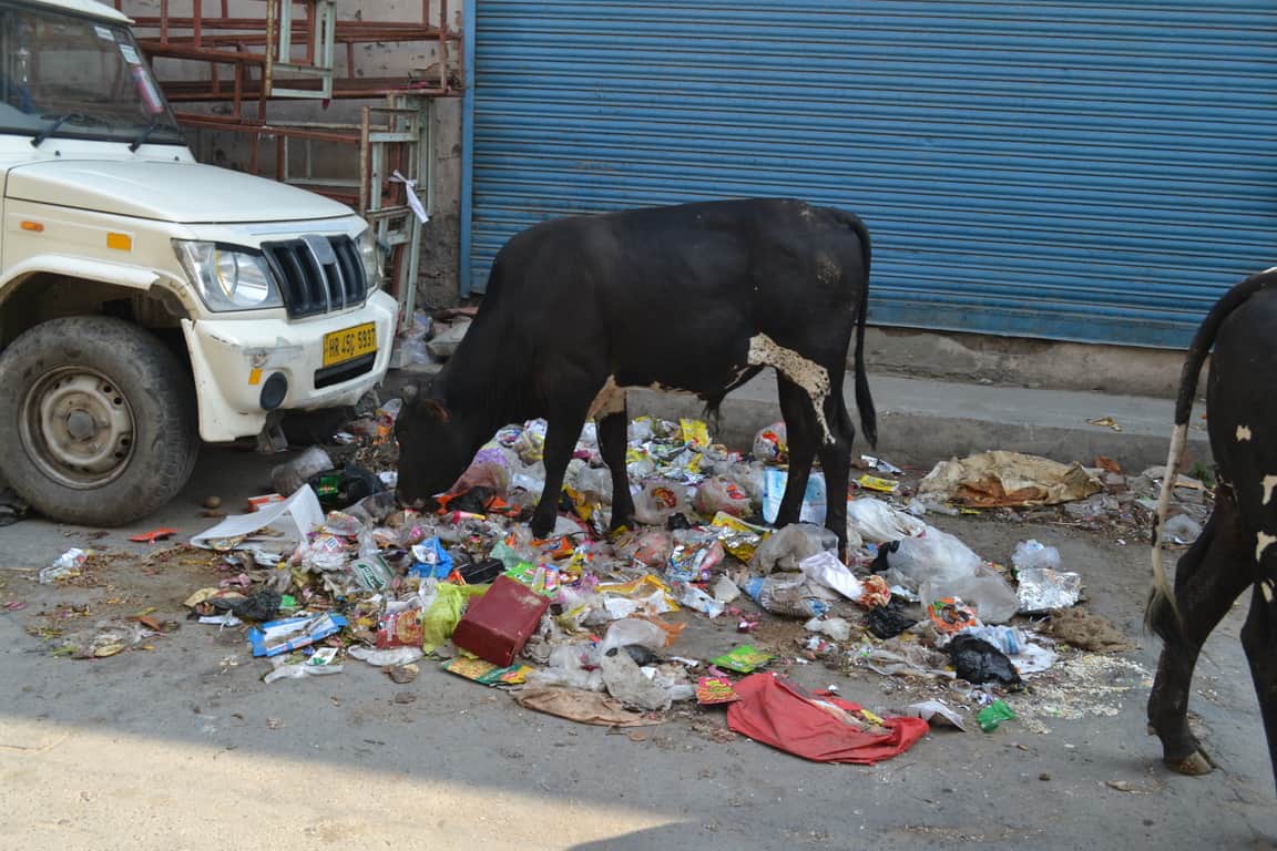 सफाई कर्मचारियों की हड़ताल के दौरान सदर बाजार में पड़ृी गंदगी में मुंह मारते गोवंश। संवाद