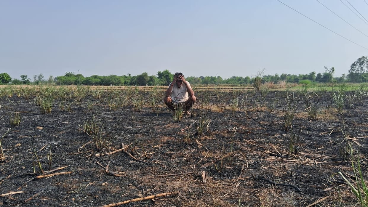 Four bighas of sugarcane burnt to ashes due to fire