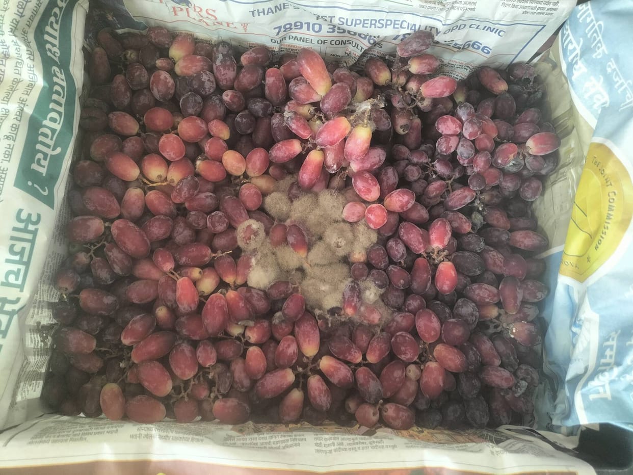 Major Action Against Rotten Fruits and Expired Dates in Muhana Mandi 10,000 Kg Stock Destroyed