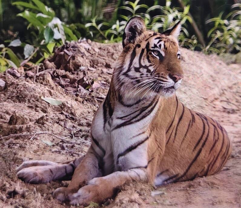 A tigress and her cubs were seen on the road in Sonaripur