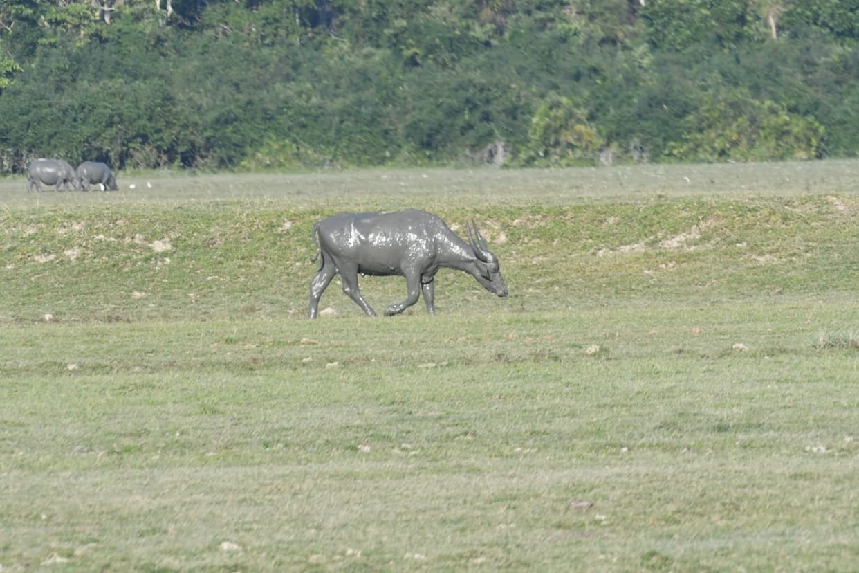Searching the pages of history for the return of wild water buffalo