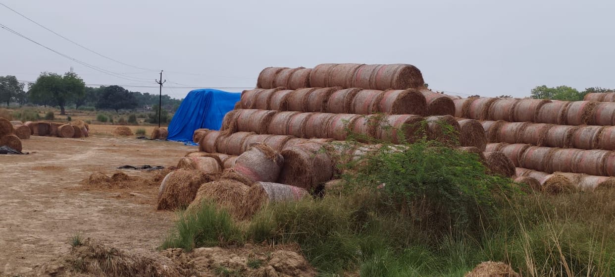Stubble is yielding money, not smoke, for farmers; it is being transformed into green fuel.