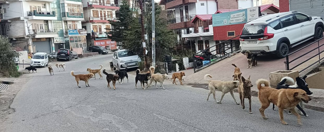 Municipal Corporation claims false, over 2,500 dogs roam the streets in Solan city