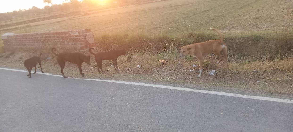 Dog terror... 68 people received rabies injections in one day