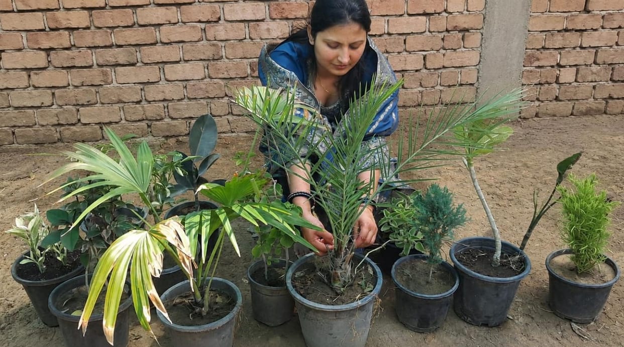 The home's courtyard blossomed with plants received on the wedding anniversary.