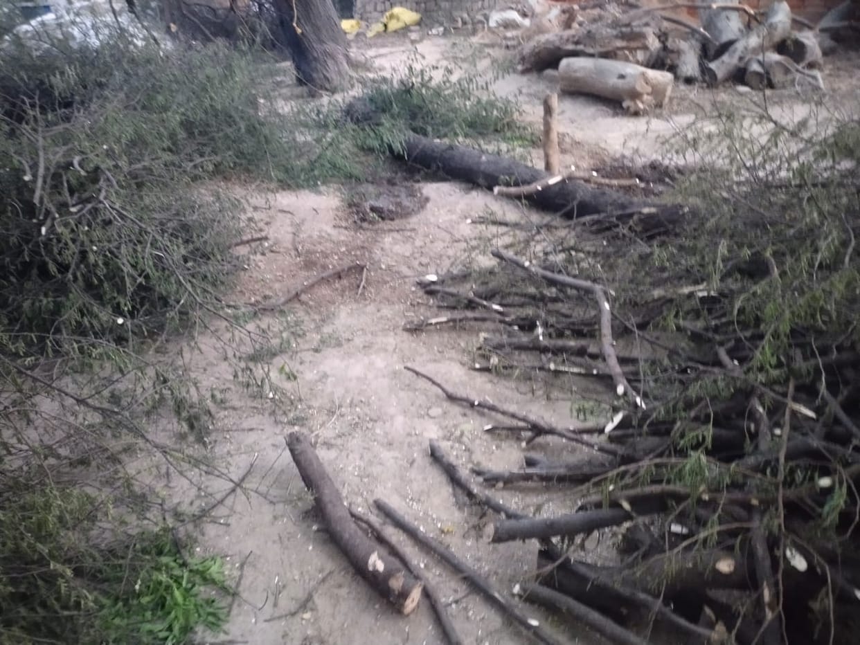Saws were used on Neem and Acacia trees in Fatehabad.