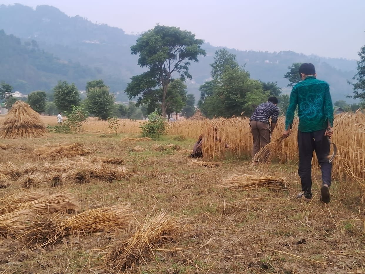 As soon as the weather cleared, the farmers of the district reached the fields.