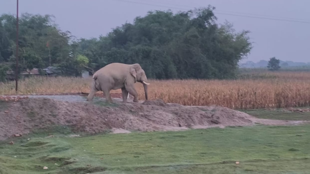 Elephants continue to wreak havoc in Kishanganj, damaging crops and homes: