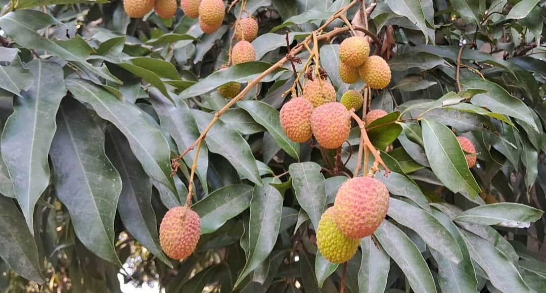 The seedling of innovation transformed from litchi to lush gardens in pantnagar