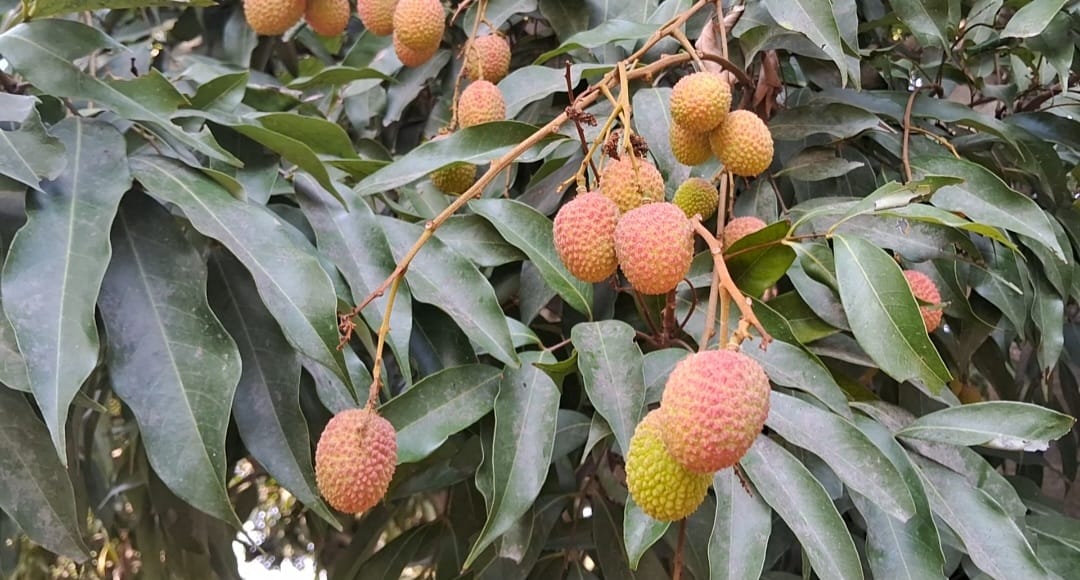 The seedling of innovation transformed from litchi to lush gardens in pantnagar