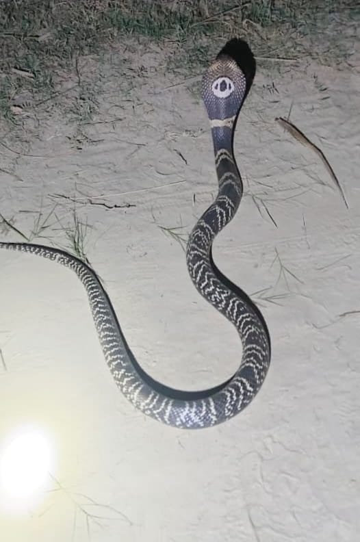 Rare Chandranag seen in village Khushipur