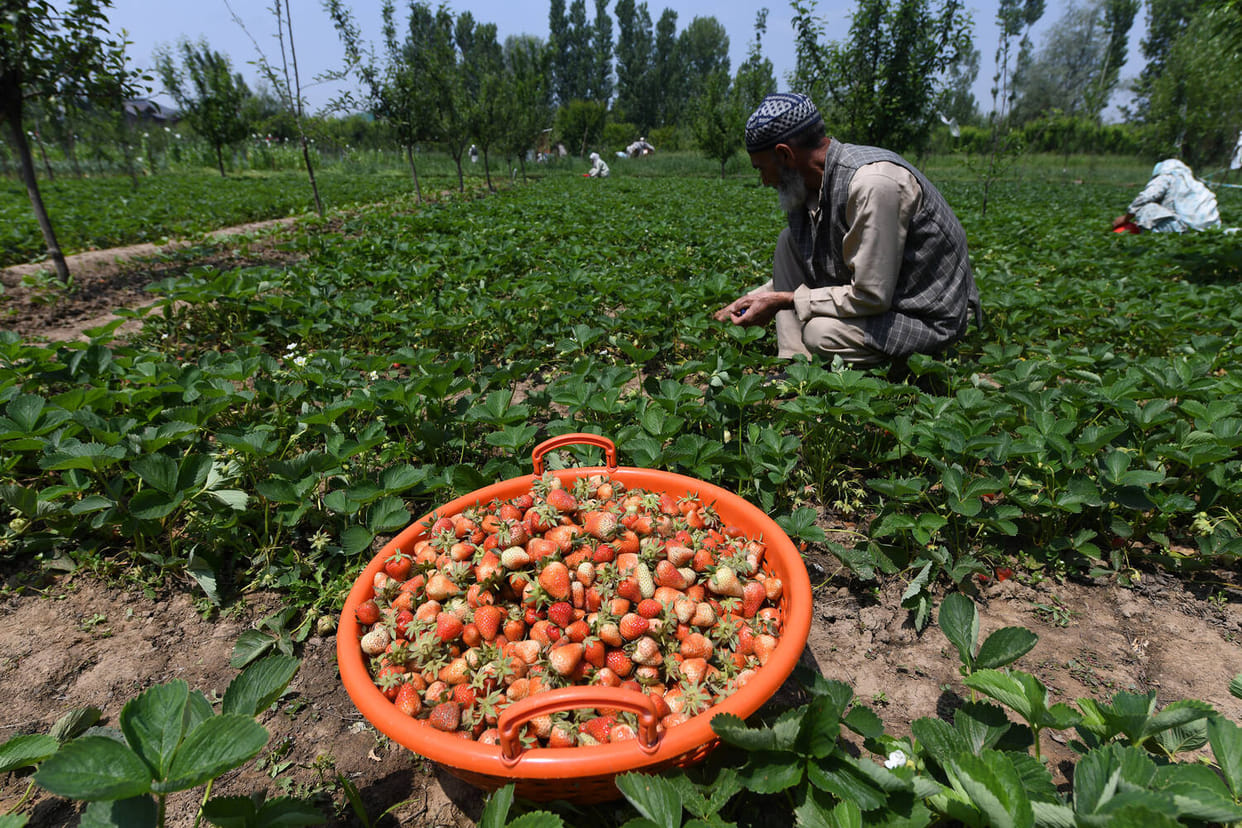 loss of Strawberry Crop