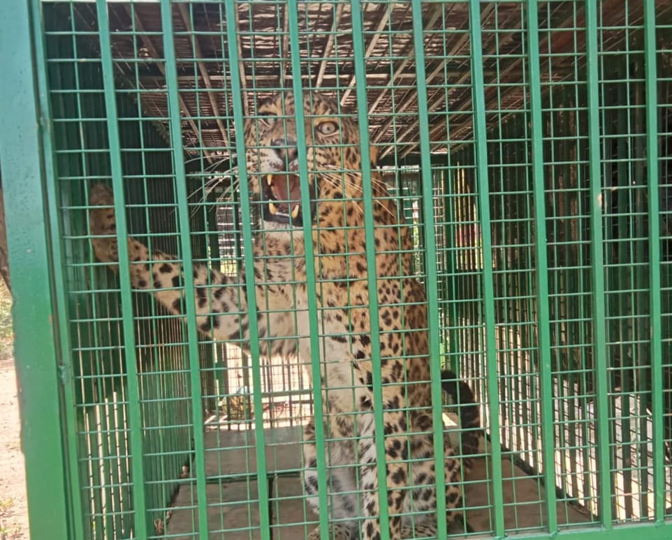 leopard trapped in cage