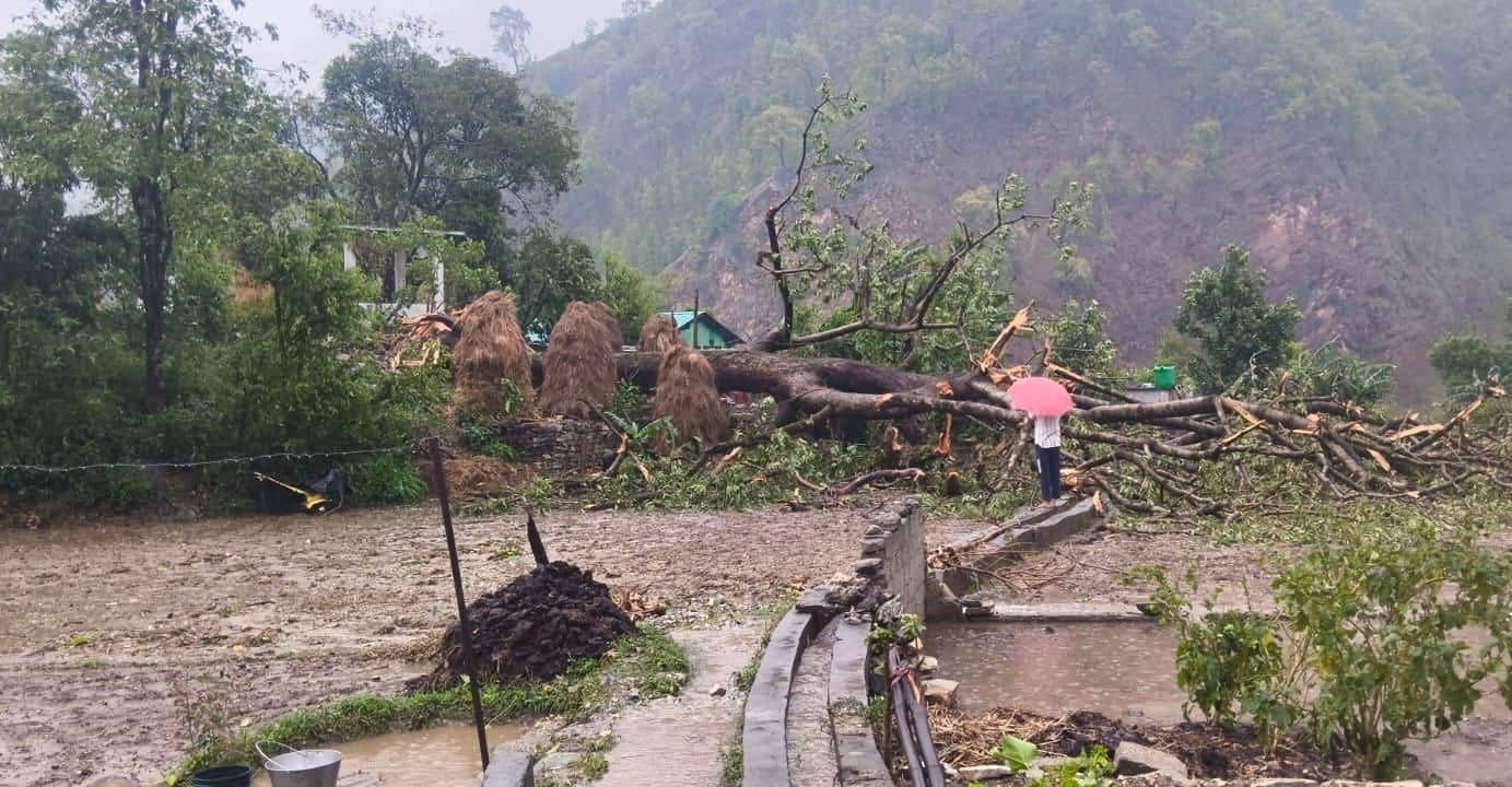 बगड़ी गांव में अंधड़ के दौरान रिहायशी इलाके में गिरा सिमल का पेड़। स्रोत : ग्रामीण