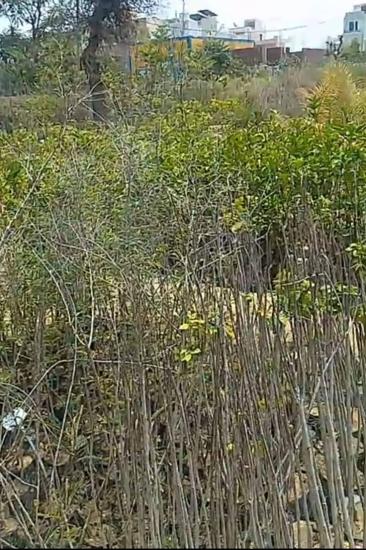 Plants begin to scorch in the heat; nursery operators face losses.
