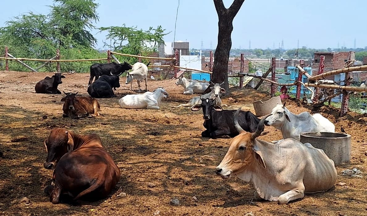 Hungry and thirsty cattle are drying up in the hot sun and falling ill