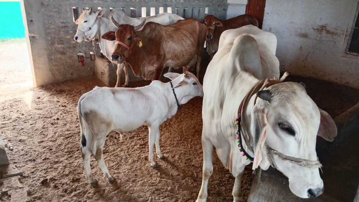 Agra Gaushalas to Install Cow Dung Log Machines, Boosting Women Employment and Eco-Friendly Fuel Production