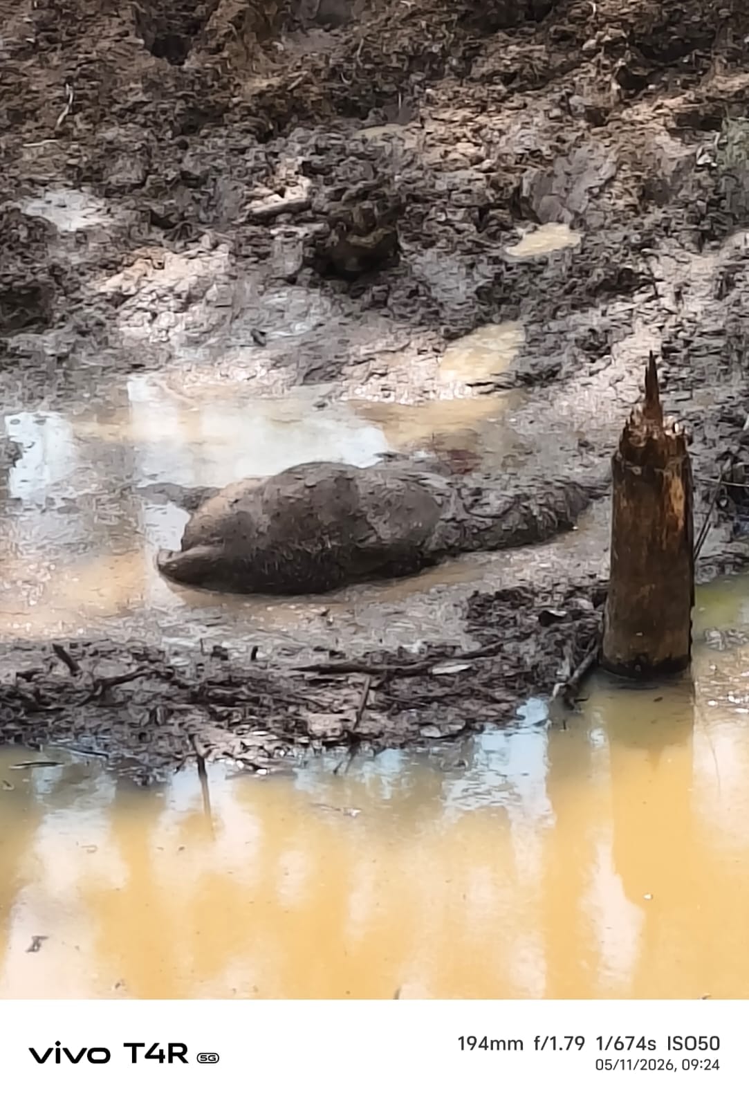 Another elephant calf dies in Raigarh after getting stuck in a swamp