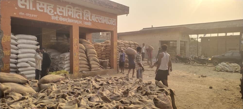 सहकारी समिति बल्ला माजरा में खुले में रखा गेहूं। संवाद