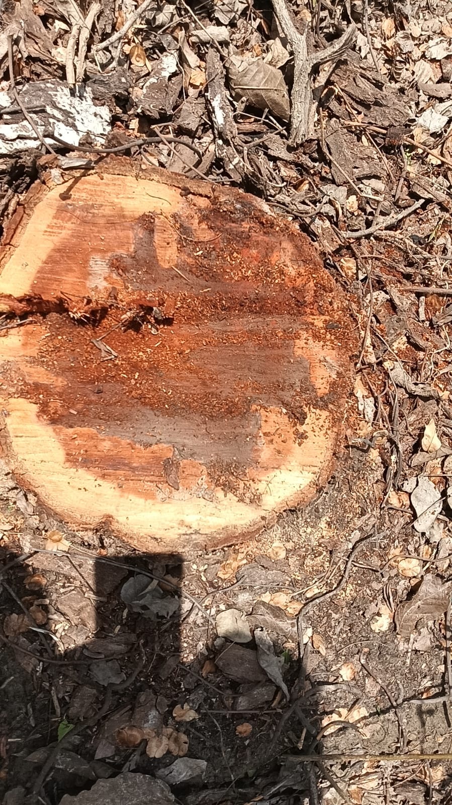 37 Khair trees were cut without permission, 56 pieces were recovered.