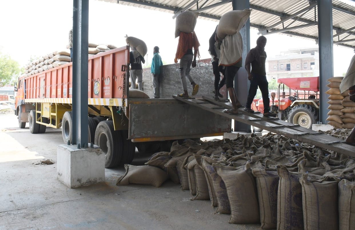 1,24,760 quintals of wheat crop is yet to be procured in the mandis, procurement will continue till May 15.