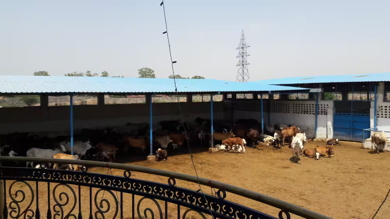 Aligarh administration action regarding cattle and cow shelters