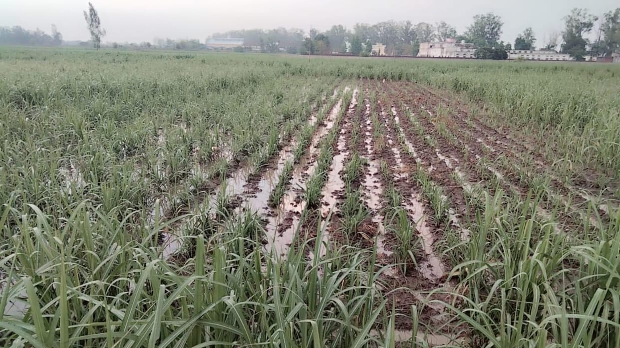 Farmers said the rain was beneficial