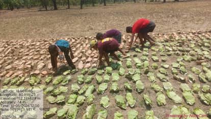 Procurement started with insurance and scholarship schemes for tendu leaf collection work in Bijapur