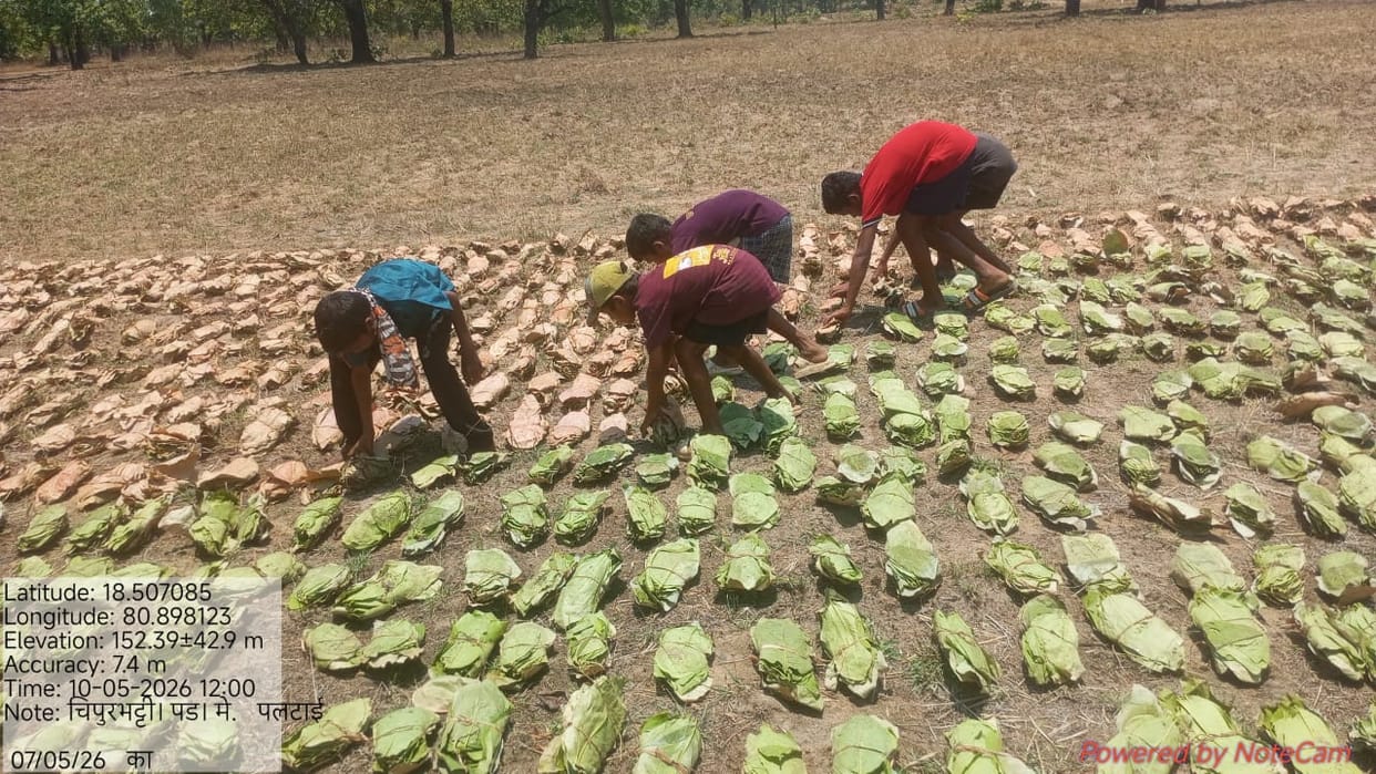 Procurement started with insurance and scholarship schemes for tendu leaf collection work in Bijapur