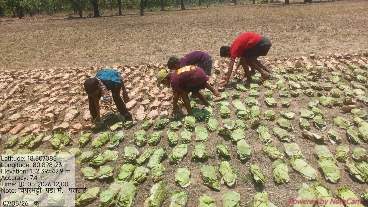 तेंदूपत्ता संग्राहकों के लिए खुशखबरी