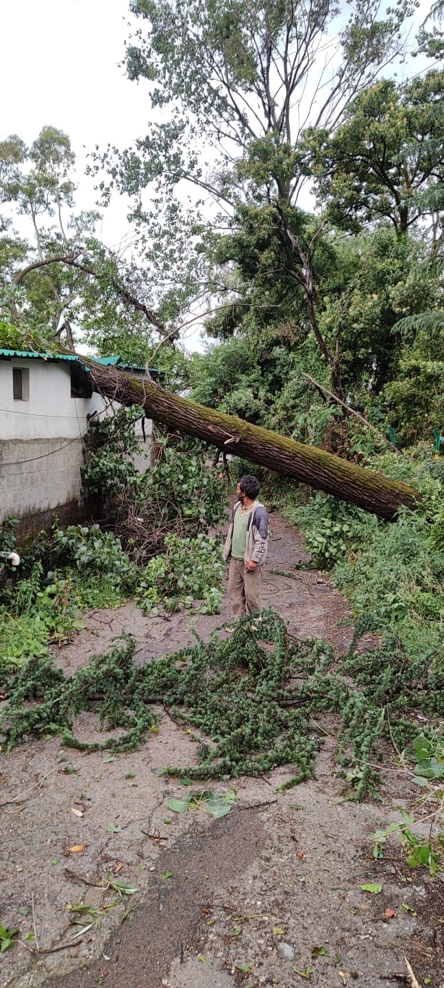 A tree fell near Beed police station, causing damage to a hotel.