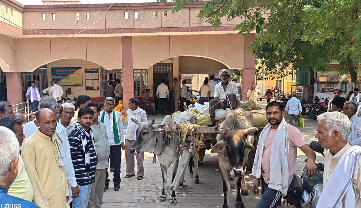 Unable to find the way home, he brought the bullock cart to the Tehsil office.
