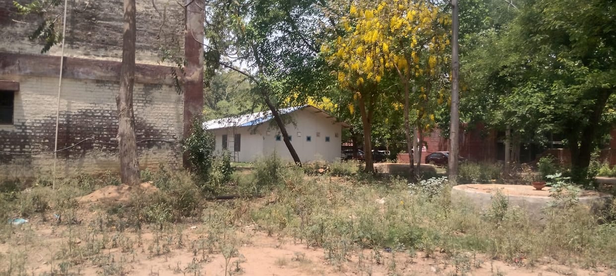Carrot grass grows in the civil hospital premises