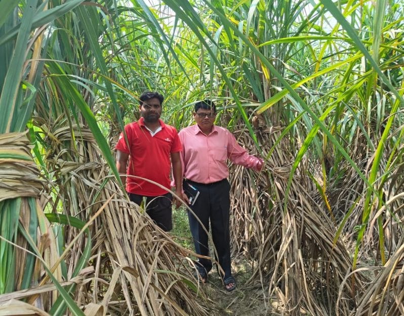 Sugarcane production increased to 500 quintals per acre using modern techniques.