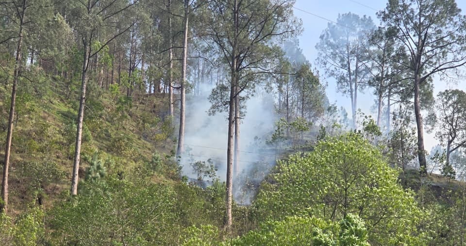 A short circuit caused a forest fire, burning several hectares of forest wealth.