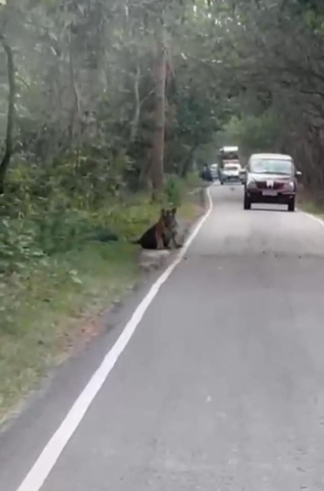 Tiger sits on the road, vehicles stop