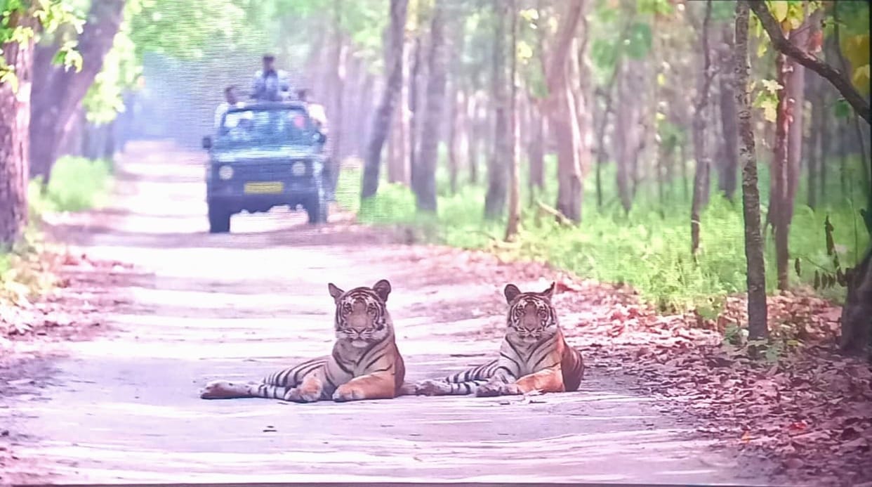 The roar resounded, but the number of tourists decreased, and revenue decreased.