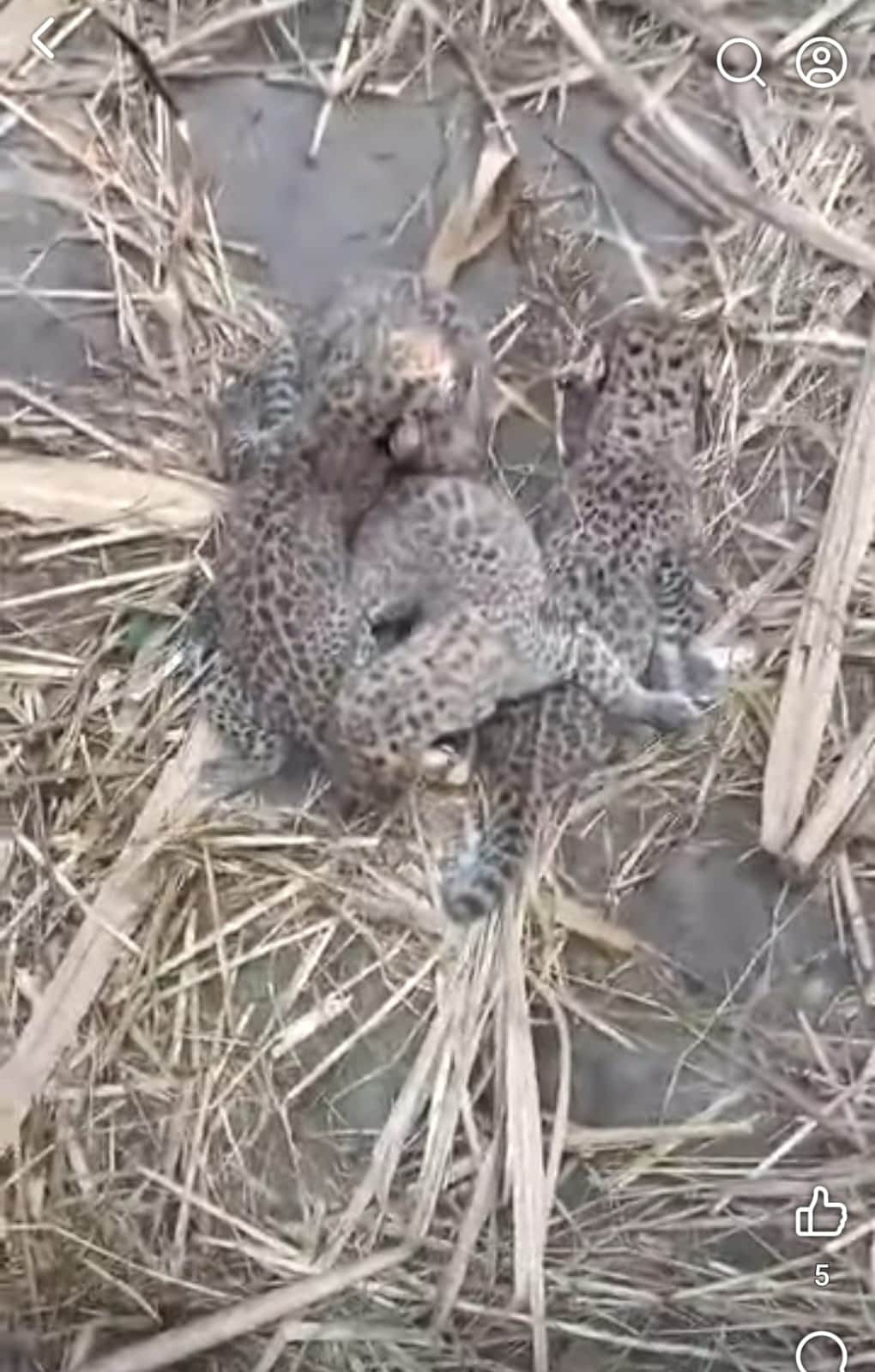 स्योहारा। स्योहारा क्षेत्र के गांव शाहपुर खेड़ी में मिले मादा गुलदार के शावक