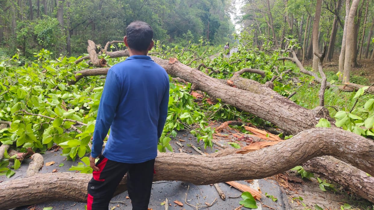 Trees fell on the Dudhwa Gauriphanta road, blocking the road for several hours.
