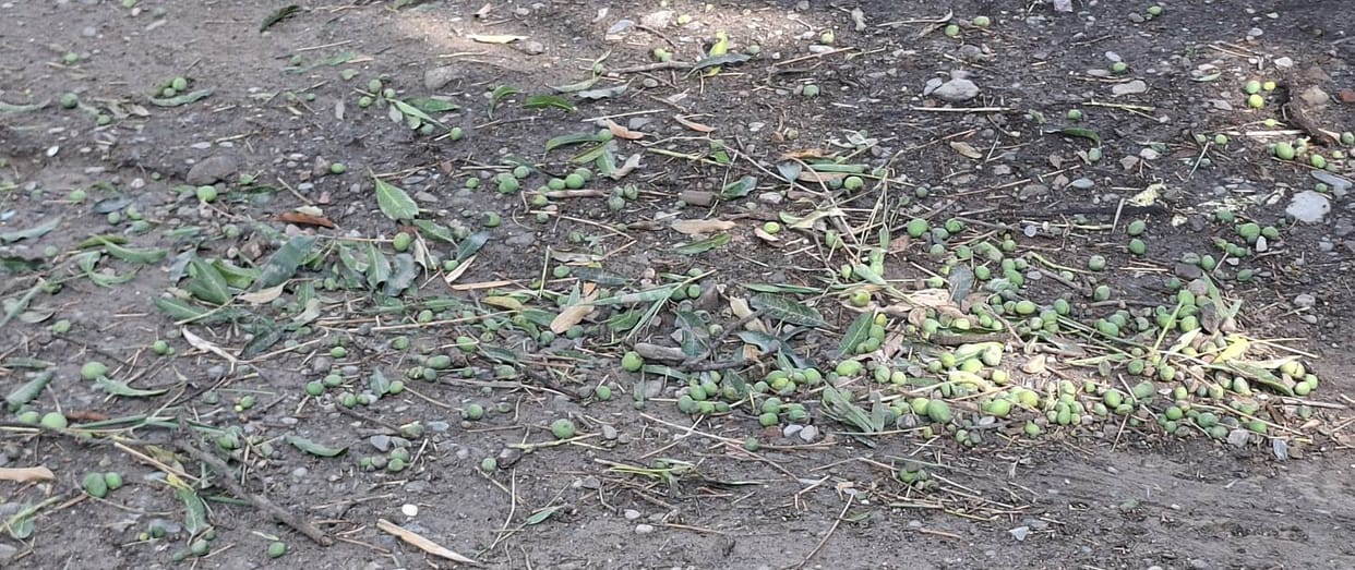 Strong storm shatters hopes of orchardists, destroys 150 metric tons of mango crop