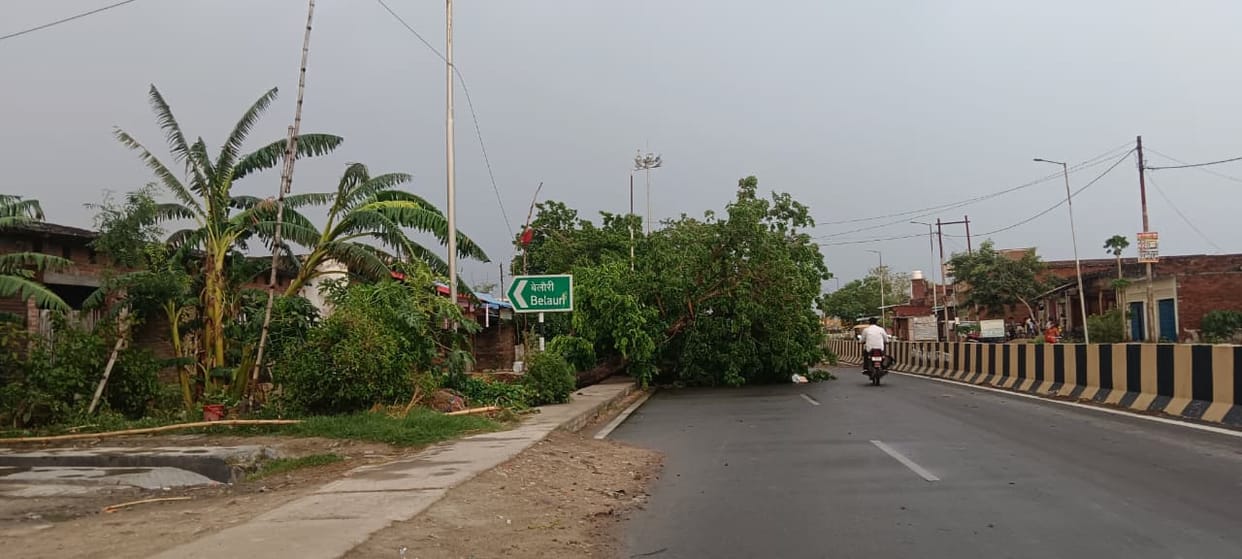 Trees and electric poles felled by the storm